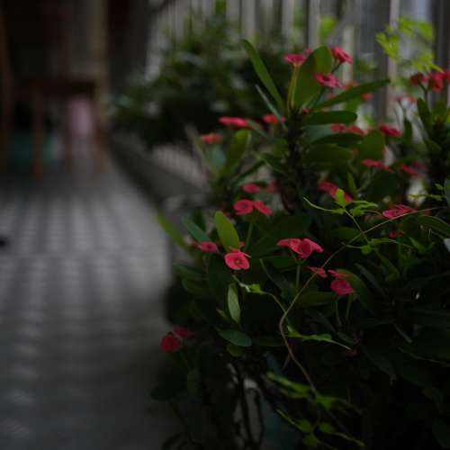 OM D.Zuiko-W.C. 3.5cm f/3.5 旁軸鏡頭 已改LM-mount