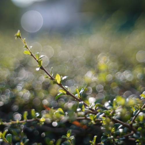 Canon 40mm f1.9