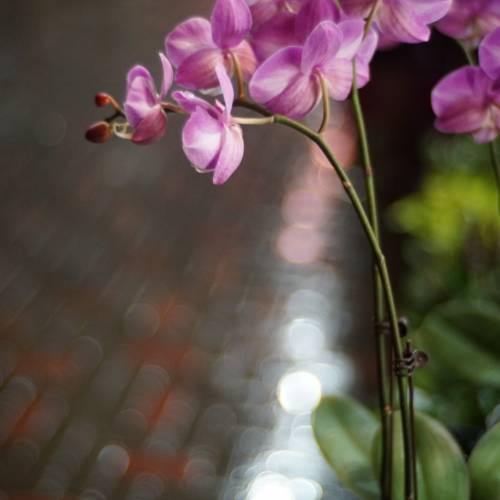 Canon 40mm f1.9