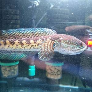 野生黃金眼鏡蛇雷龍魚約20 cm