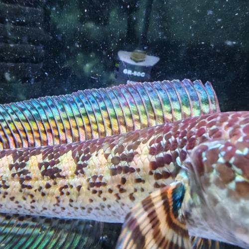 野生黃金眼鏡蛇雷龍魚約20 cm