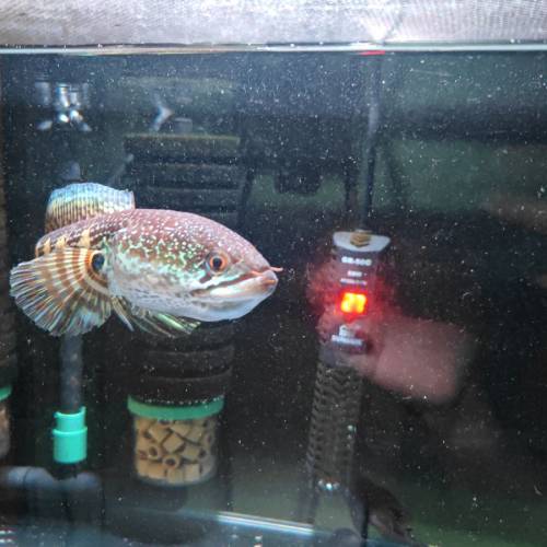 野生黃金眼鏡蛇雷龍魚約20 cm